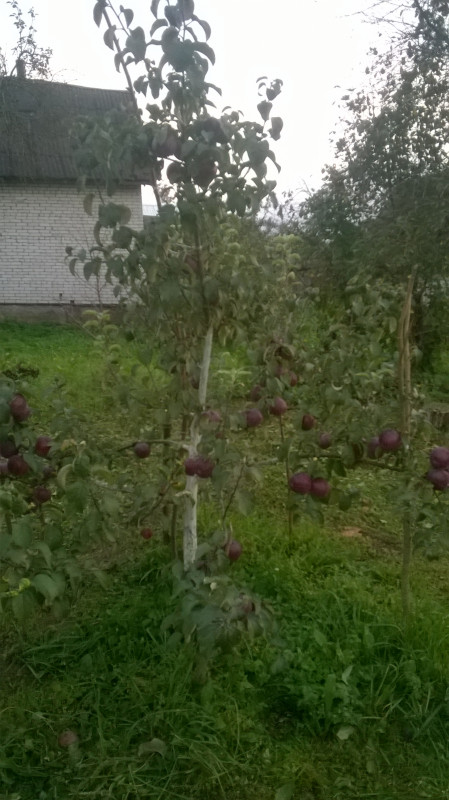 WP_20180922_006.jpg