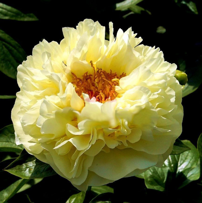 964_594517.jpg