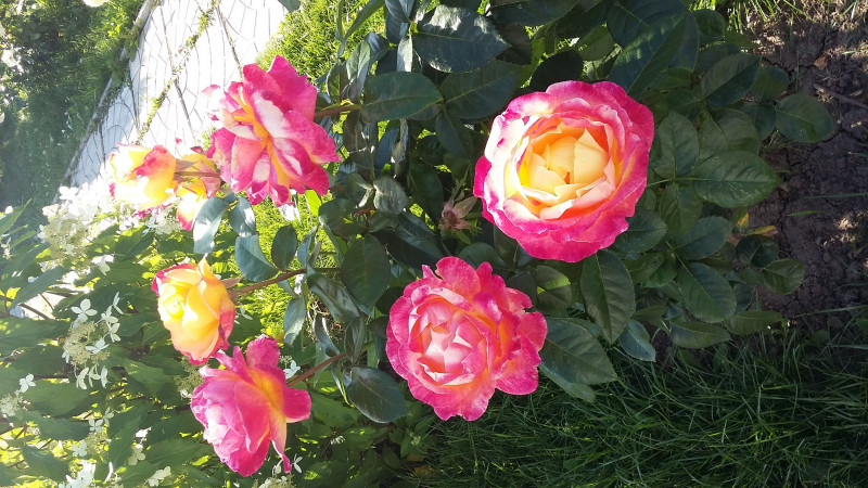 20180825_162406.jpg