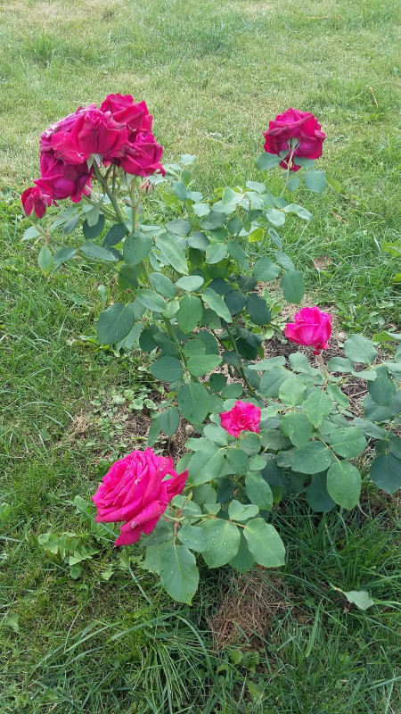 20180816_101745.jpg