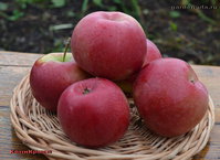 Honeycrisp.jpg