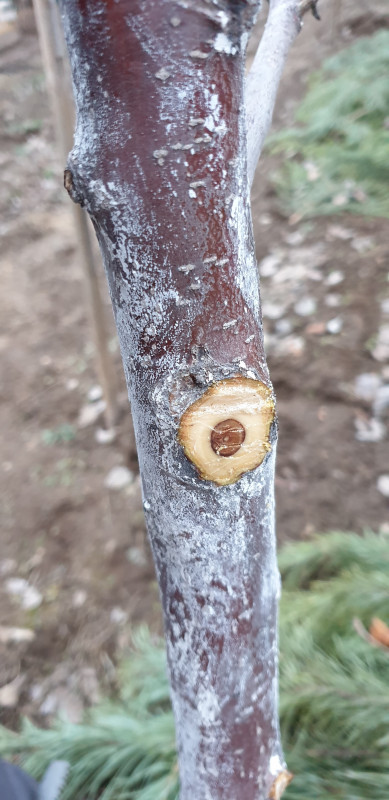 Срез яблони.