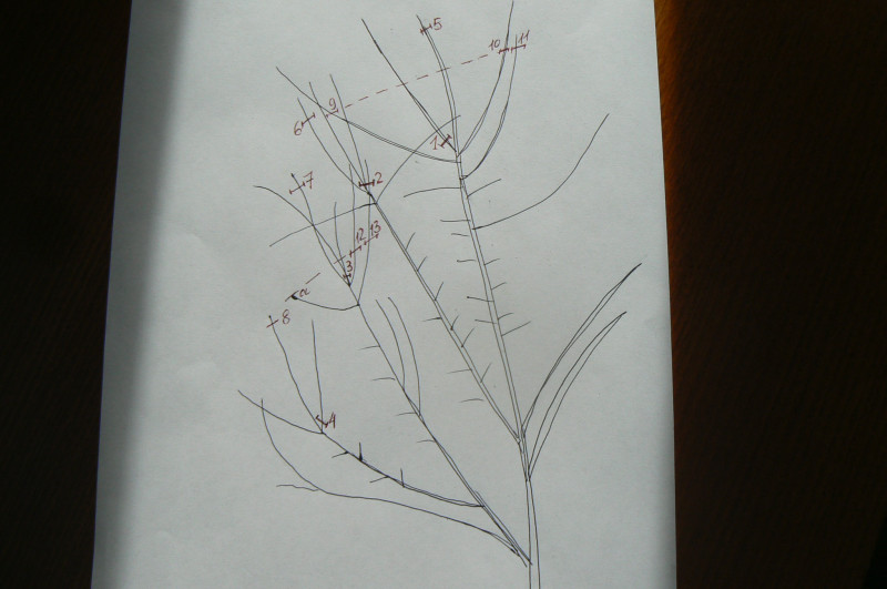 P1420745.JPG
