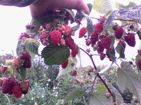 IMG_20130825_160931.jpg