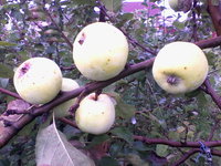 IMG_20130911_081454.jpg