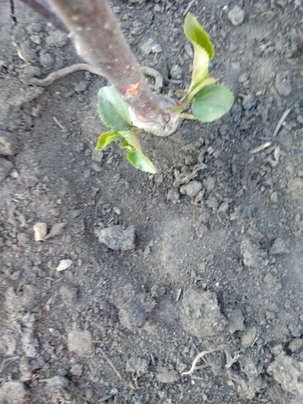 IMG-20190507-WA0000.jpg