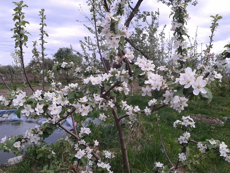 ПТихомирова.jpg