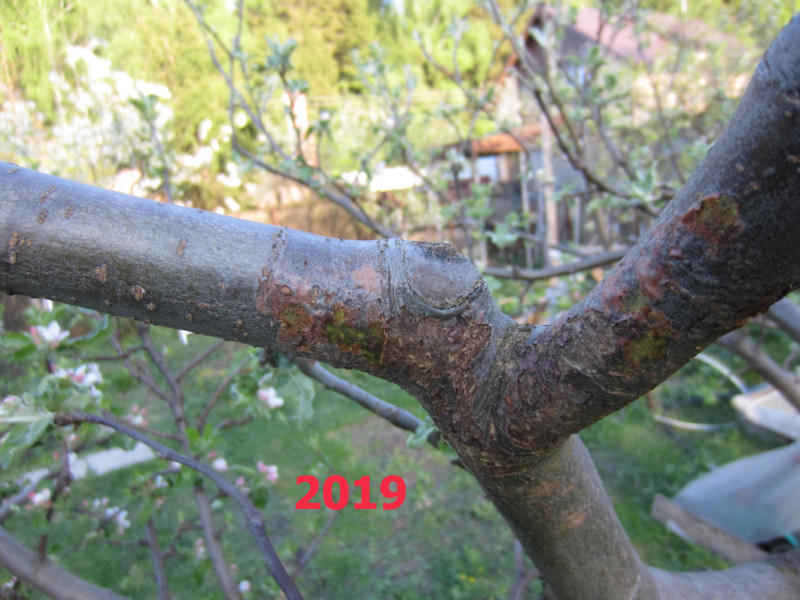 кора.jpg