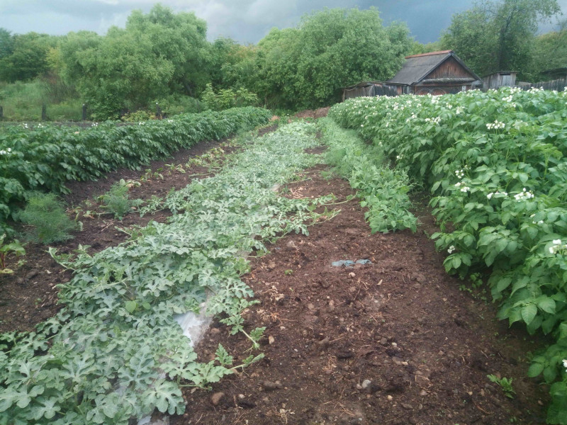 20 июня