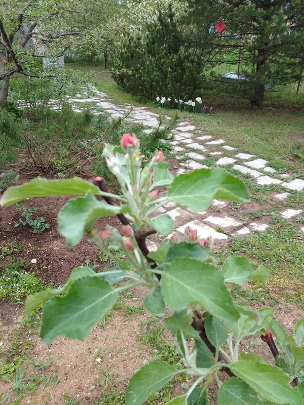 IMG_20190514_110738 Родниковая.jpg