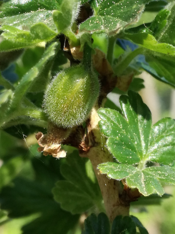 Citronovy obri