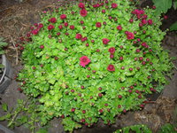 DSCN7963.JPG