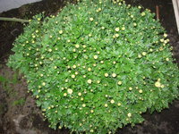 DSCN7966.JPG