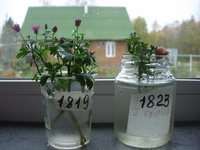 DSCN7946.JPG