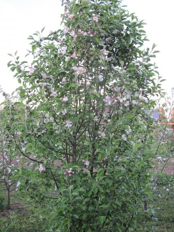 IMG_0526.JPG