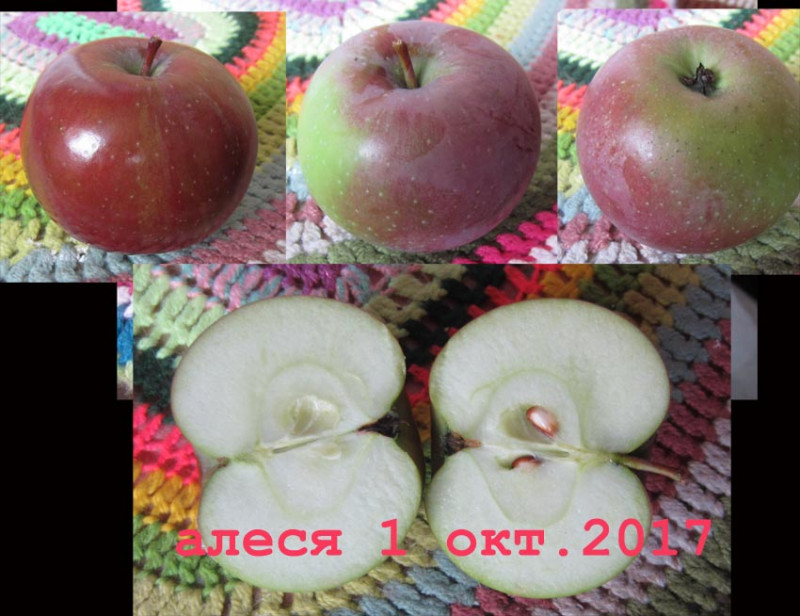 алеся1.jpg