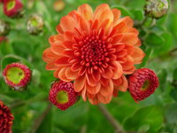 1837 Gigi Orange