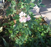 IMG_5573.JPG
