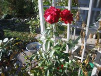 IMG_5574.JPG