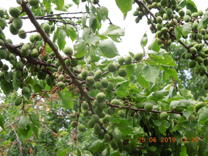 DSCN7521.JPG