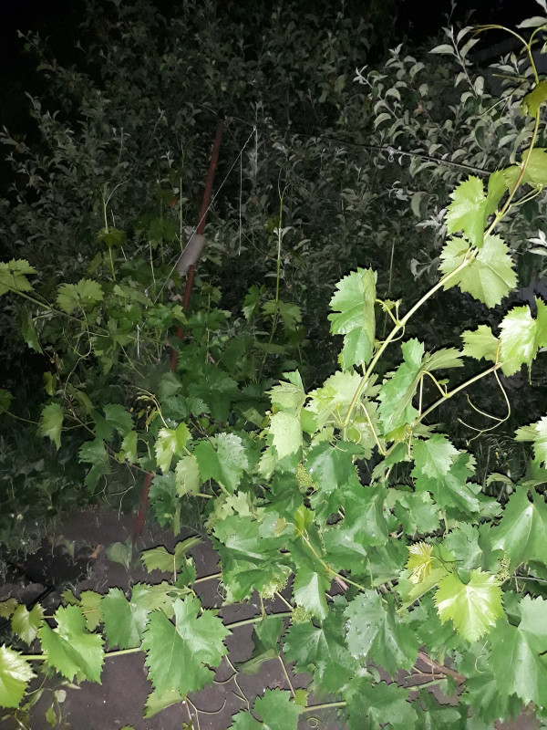 20190601_000210.jpg