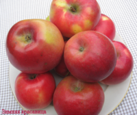 Зимняя красавица урожай 2013 г