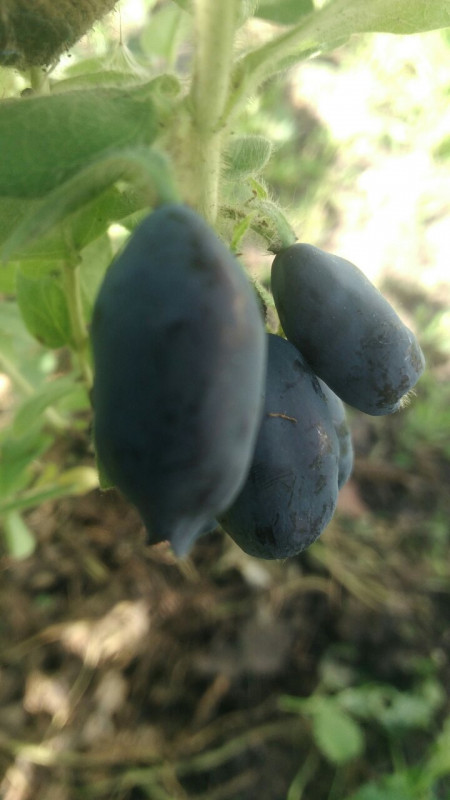 IMG-692141118e42БореалБЕСТ-V.jpg