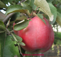 Зимняя красавица урожай 2011 г