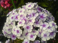Районнант