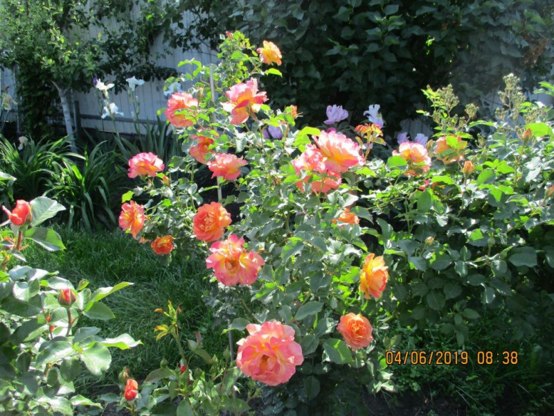 Prieure de St Cosme
