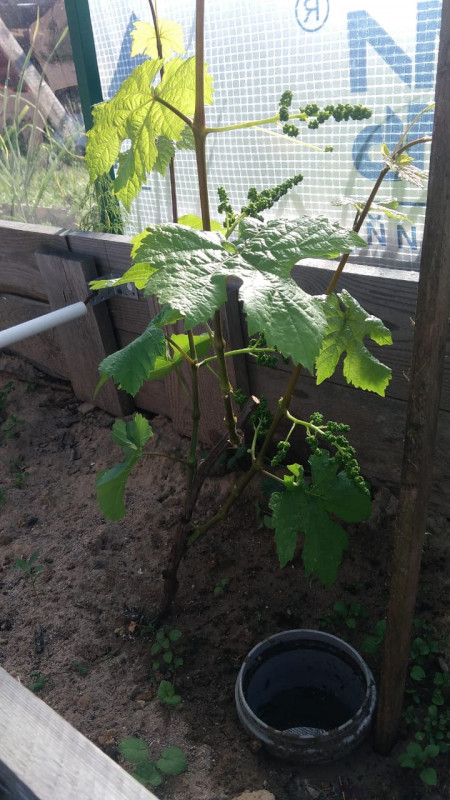 IMG-20190606-WA0000.jpg
