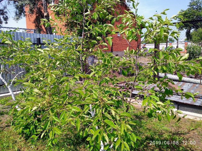 IMG_20190608_120006_800x600.jpg