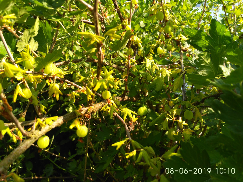 IMG_2019-06-08_101009.jpg