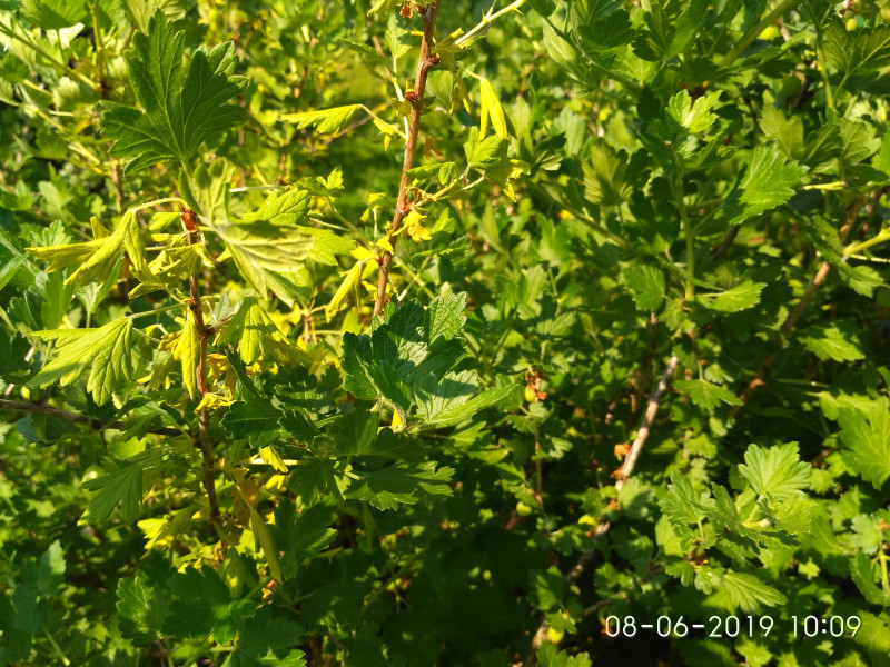 IMG_2019-06-08_100950.jpg