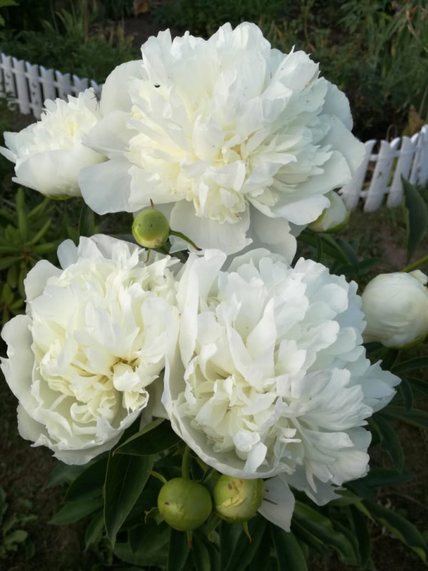 IMG-20190608-WA0010.jpg