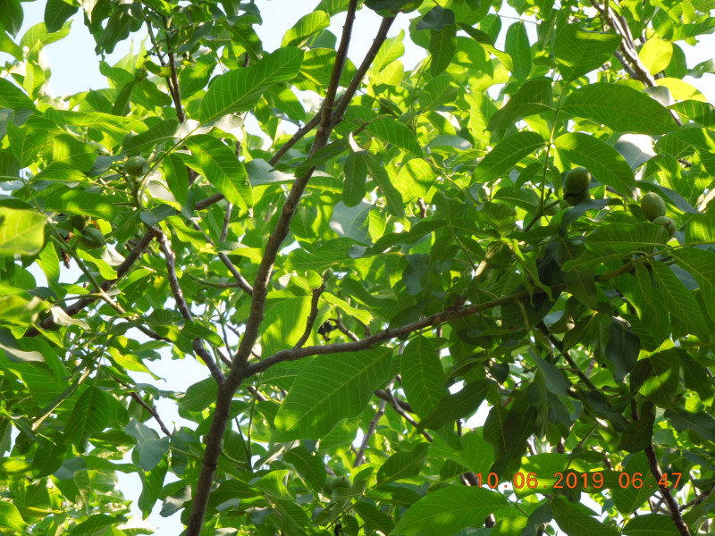 DSCN7579.JPG