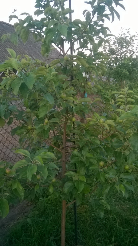 До верхушки дерева достаю рукой.