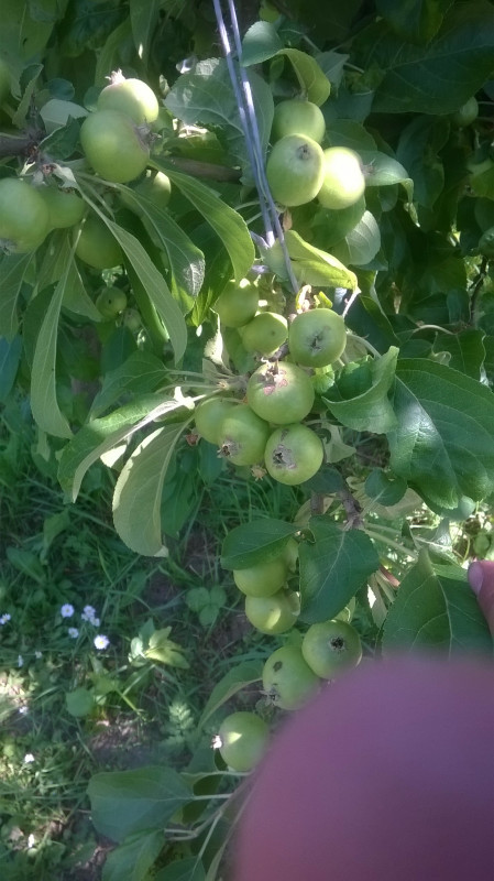 Лучезарное.