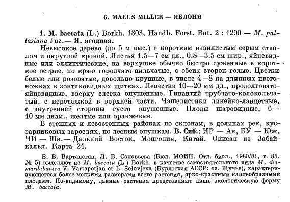 Malus-baccata.jpg