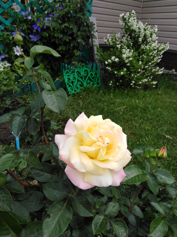 IMG_20190612_115647.jpg