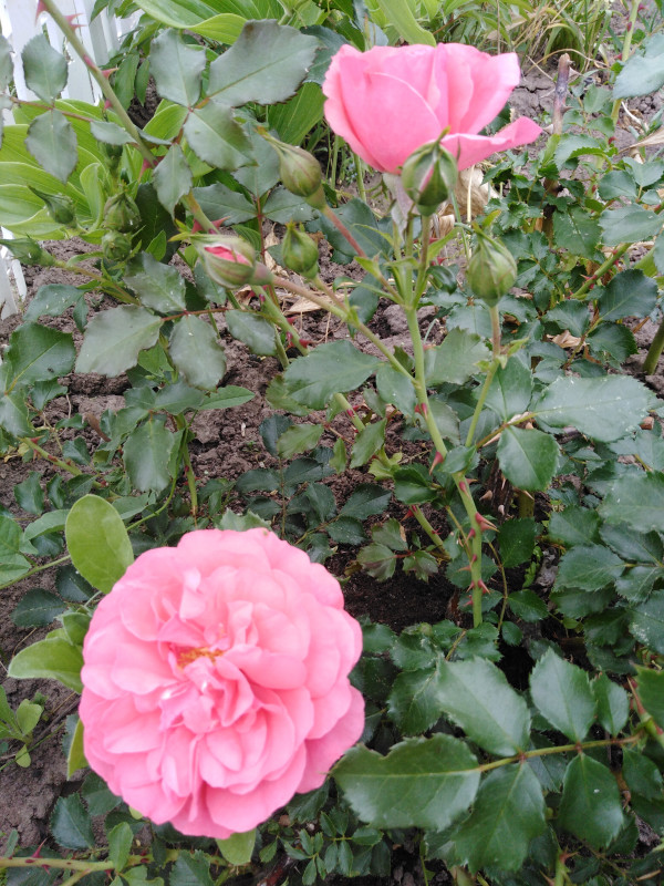 IMG_20190612_123412.jpg