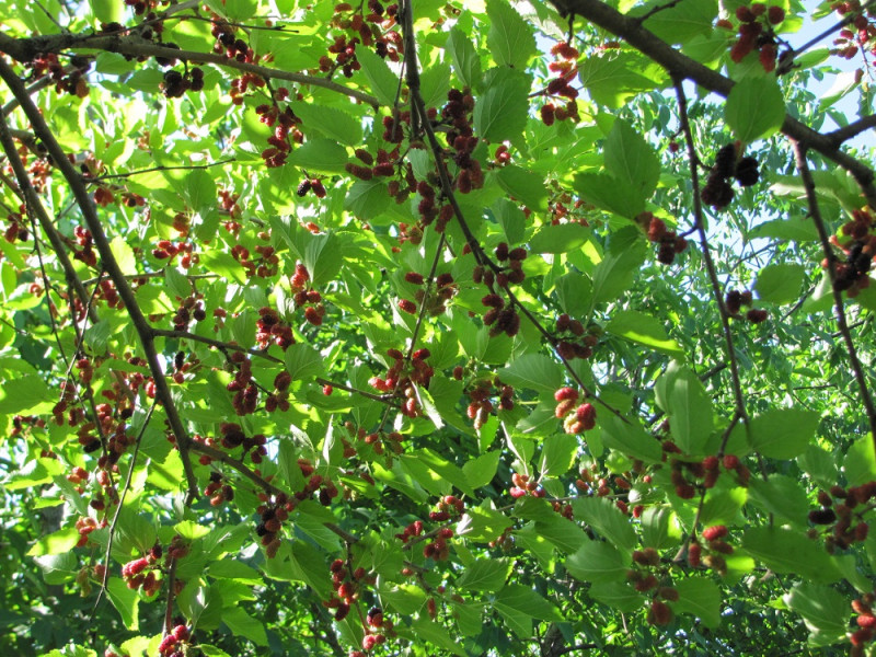 IMG_0094.JPG