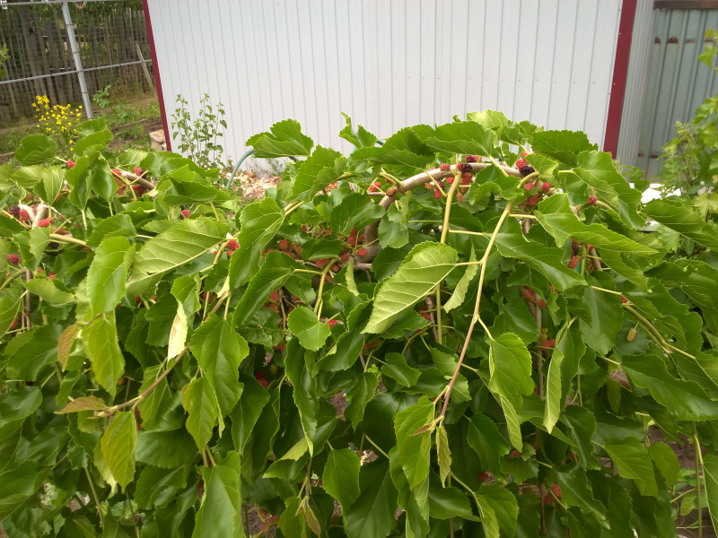 WP_20190615_006[1].jpg