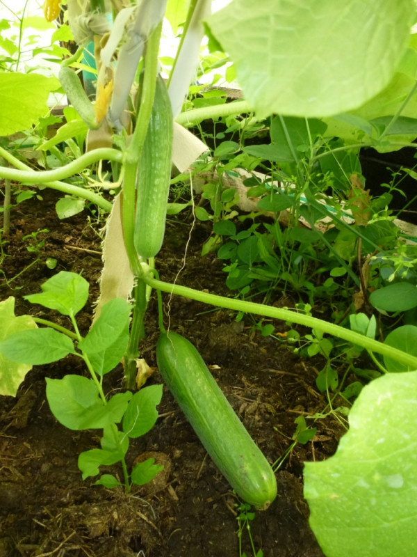 Рафаэль (12.06.2019)