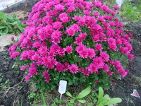 1819 Jacqueline Pink