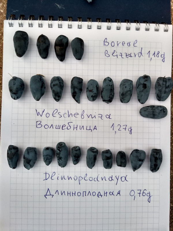 Близарда осталось только 4 ягодки