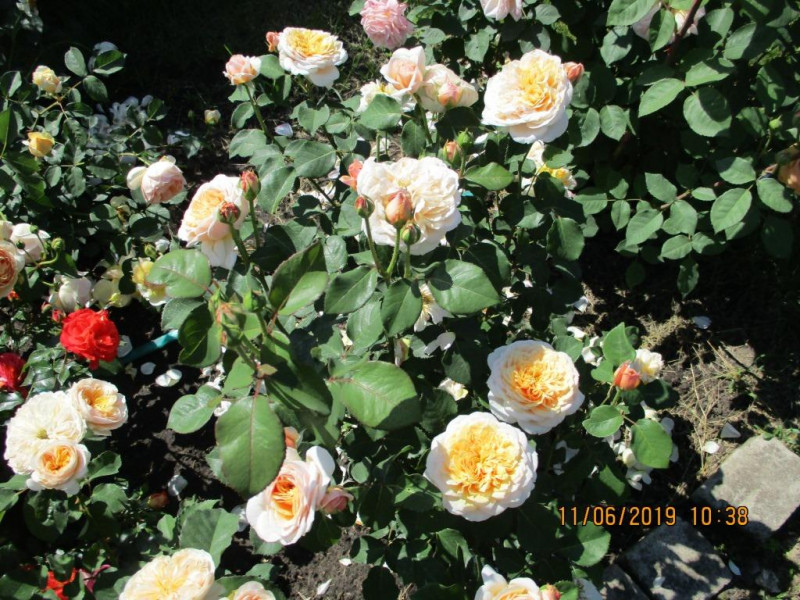English Garden