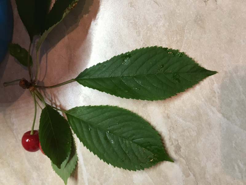 286EABAE-DAFF-4A9D-AFB4-557E0F1C08DF.jpeg