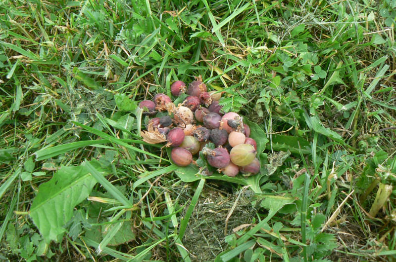 P1440264.JPG