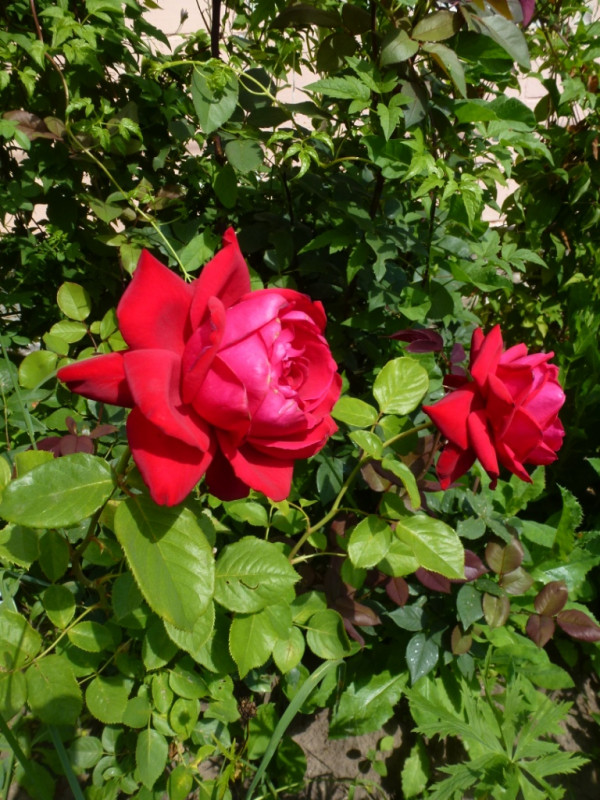 P2060520.JPG